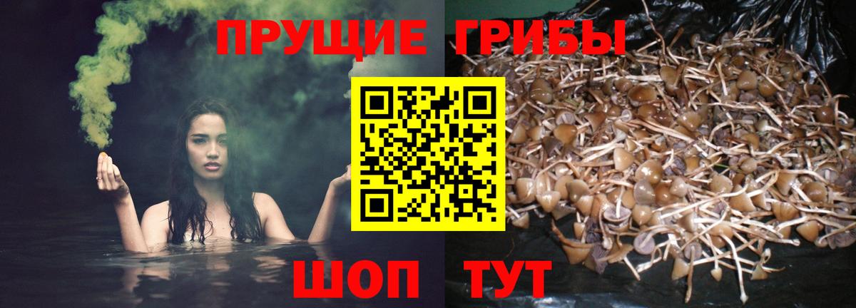 Галлюциногенные грибы GOLDEN TEACHER Ржев